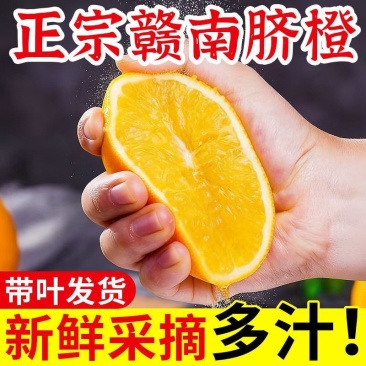 江西赣南信丰脐橙正宗场地发货果园现摘现发11月15号发货