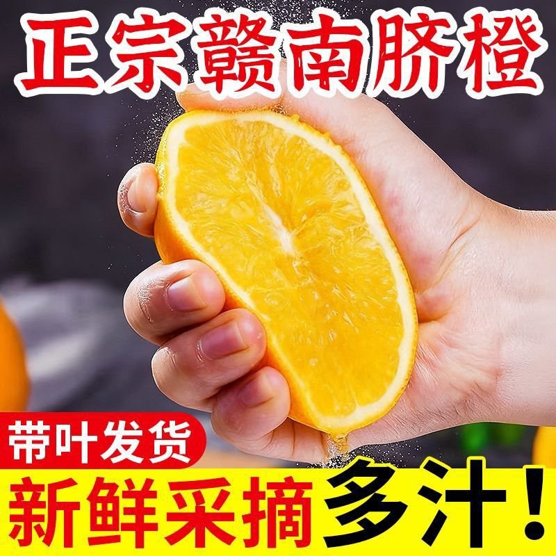 江西赣南信丰脐橙正宗场地发货果园现摘现发11月15号发货