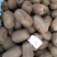 贵州修文猕猴桃大量接车每天可供应10万斤