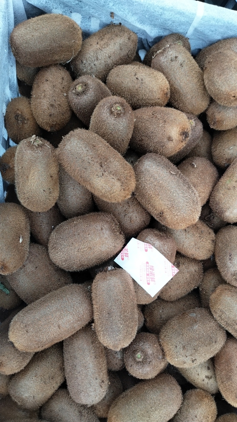 贵州修文猕猴桃大量接车每天可供应10万斤
