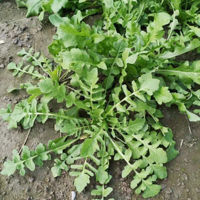 野生荠菜种子农家菜园阳台盆栽春秋播种野菜荠荠菜蔬菜子