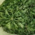 野生荠菜种子农家菜园阳台盆栽春秋播种野菜荠荠菜蔬菜子