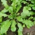 野生荠菜种子农家菜园阳台盆栽春秋播种野菜荠荠菜蔬菜子