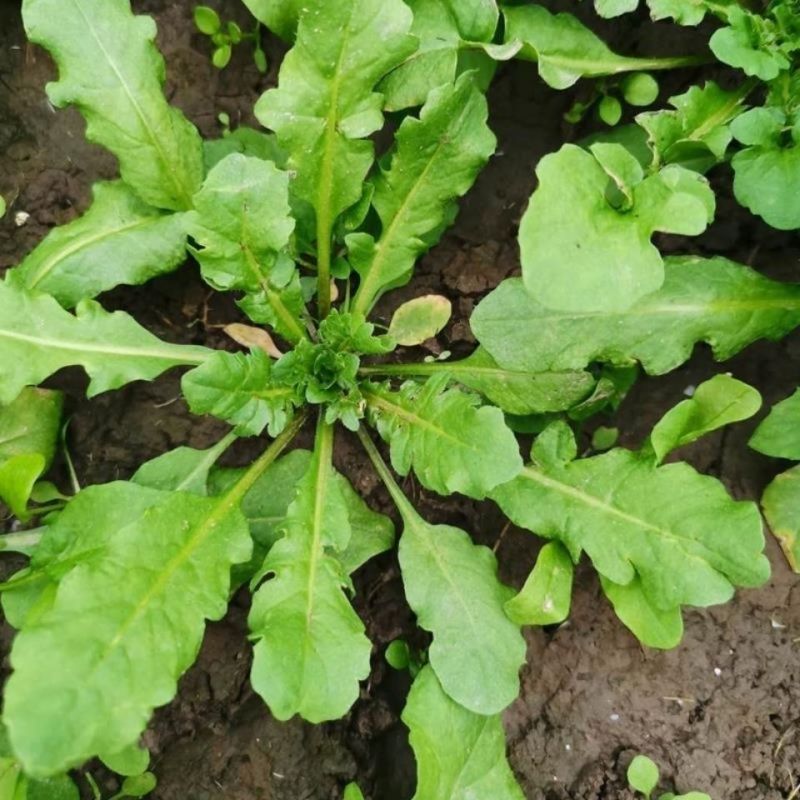 野生荠菜种子农家菜园阳台盆栽春秋播种野菜荠荠菜蔬菜子