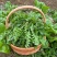野生荠菜种子农家菜园阳台盆栽春秋播种野菜荠荠菜蔬菜子