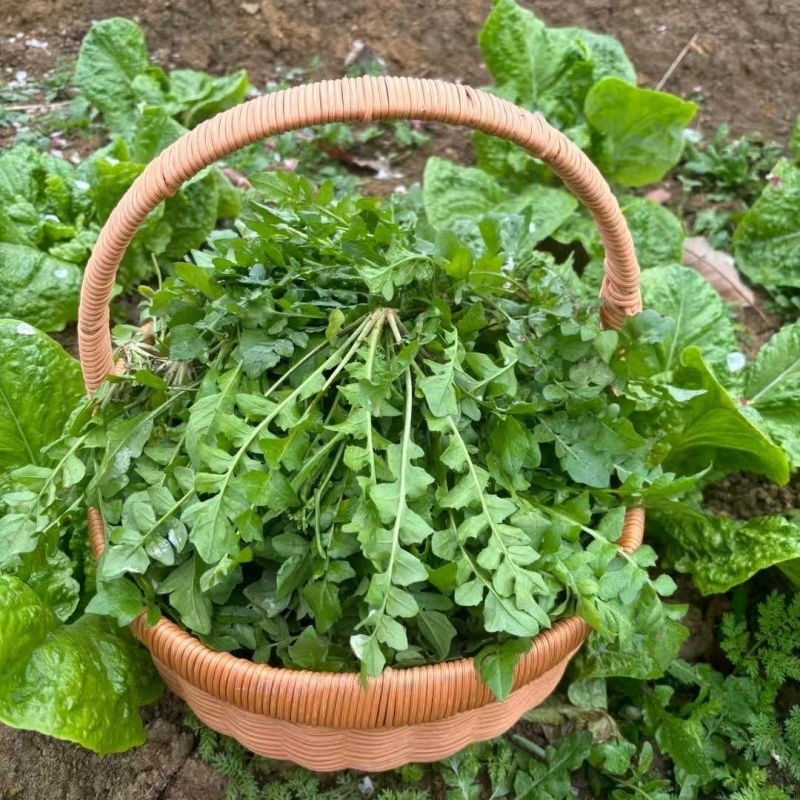 野生荠菜种子农家菜园阳台盆栽春秋播种野菜荠荠菜蔬菜子