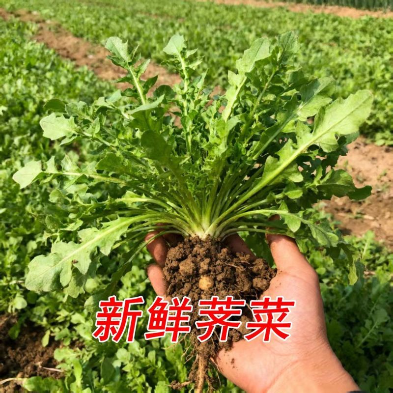 野生荠菜种子农家菜园阳台盆栽春秋播种野菜荠荠菜蔬菜子