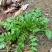 野生荠菜种子农家菜园阳台盆栽春秋播种野菜荠荠菜蔬菜子