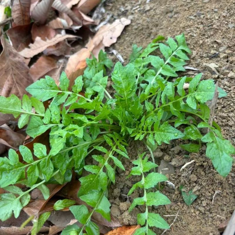 野生荠菜种子农家菜园阳台盆栽春秋播种野菜荠荠菜蔬菜子