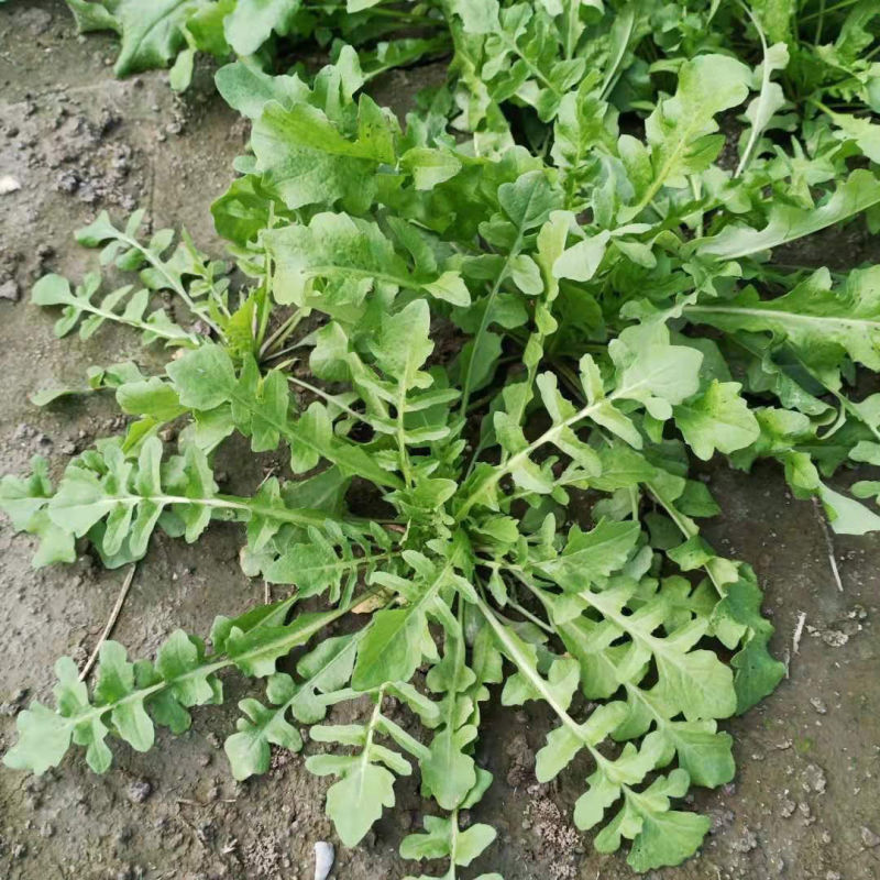 野生荠菜种子农家菜园阳台盆栽春秋播种野菜荠荠菜蔬菜子