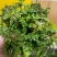 野生荠菜种子农家菜园阳台盆栽春秋播种野菜荠荠菜蔬菜子