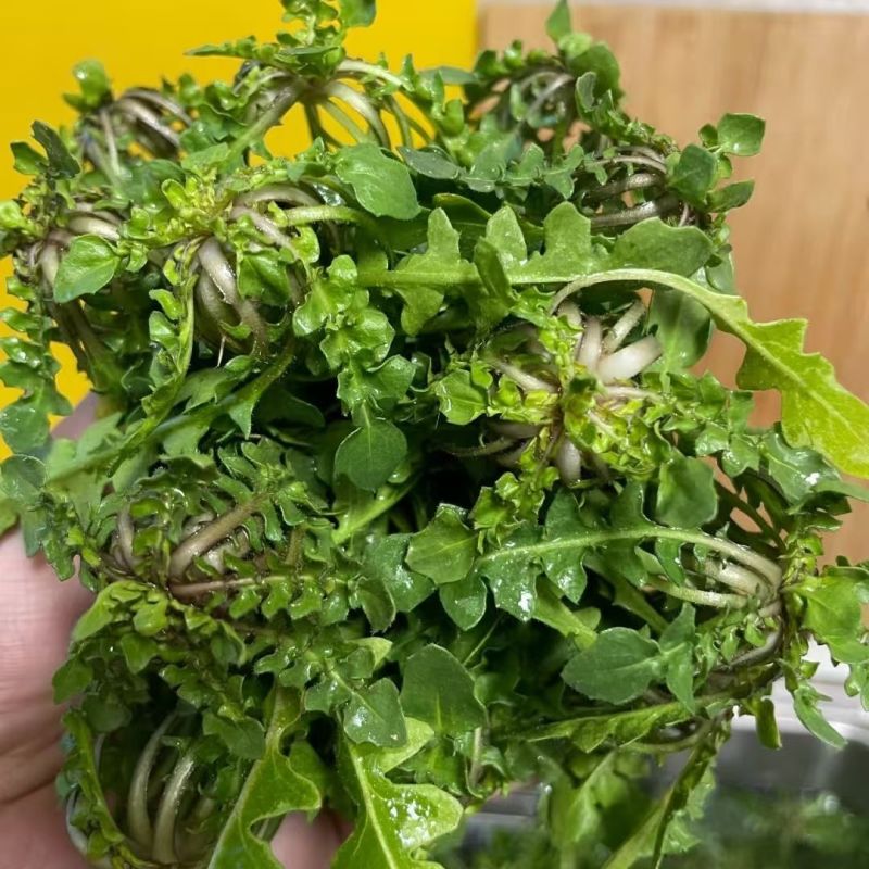 野生荠菜种子农家菜园阳台盆栽春秋播种野菜荠荠菜蔬菜子