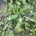 野生荠菜种子农家菜园阳台盆栽春秋播种野菜荠荠菜蔬菜子