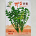野生荠菜种子农家菜园阳台盆栽春秋播种野菜荠荠菜蔬菜子
