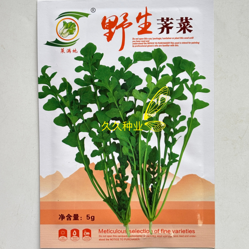 野生荠菜种子农家菜园阳台盆栽春秋播种野菜荠荠菜蔬菜子