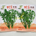 野生荠菜种子农家菜园阳台盆栽春秋播种野菜荠荠菜蔬菜子
