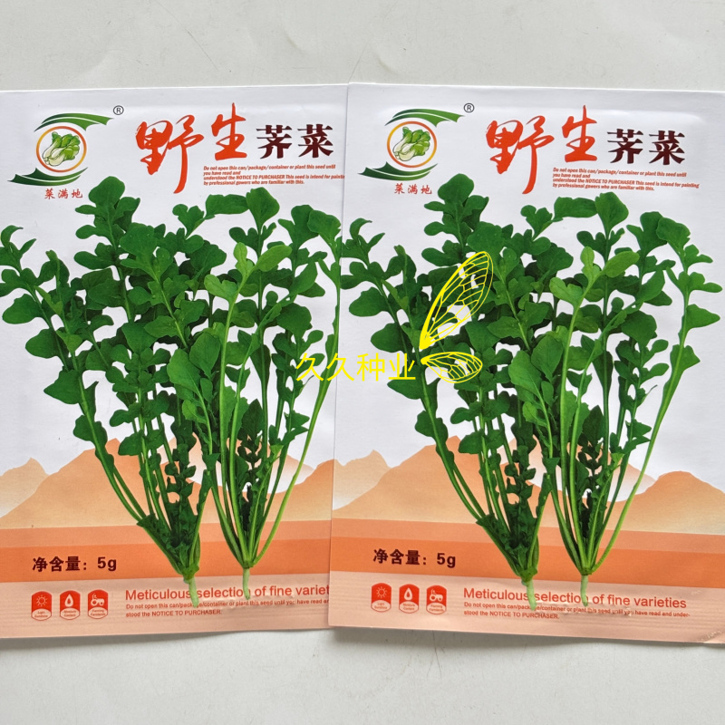 野生荠菜种子农家菜园阳台盆栽春秋播种野菜荠荠菜蔬菜子