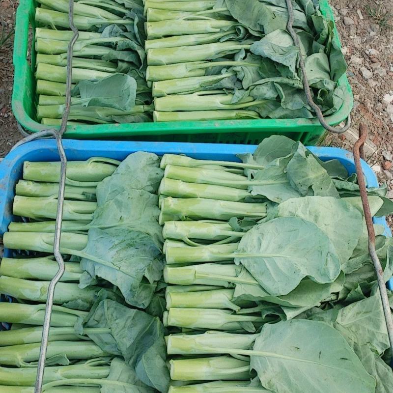 批发芥蓝菜