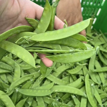 荷兰豆
