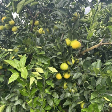 云南哀牢山冰糖橙热卖中多汁口感好对接电商通货