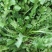 大叶荠菜种子野菜种子速生耐热耐寒叶片多饺子馄炖