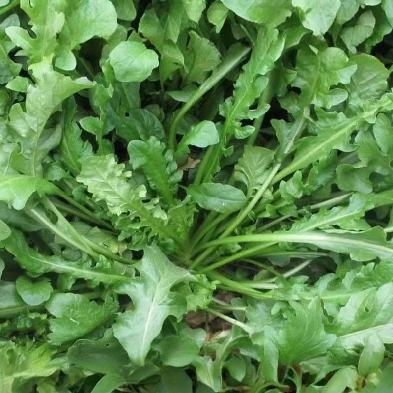 大叶荠菜种子野菜种子速生耐热耐寒叶片多饺子馄炖