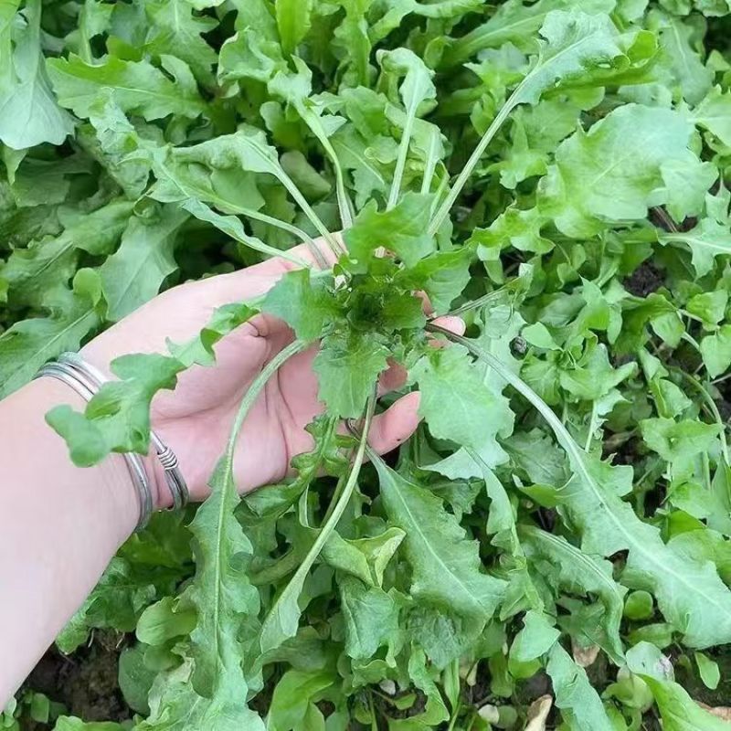 大叶荠菜种子野菜种子速生耐热耐寒叶片多饺子馄炖