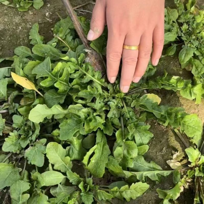 大叶荠菜种子野菜种子速生耐热耐寒叶片多饺子馄炖