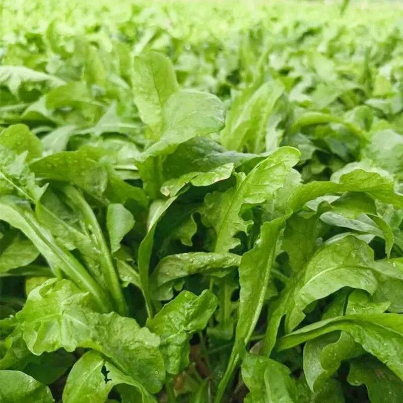 大叶荠菜种子野菜种子速生耐热耐寒叶片多饺子馄炖