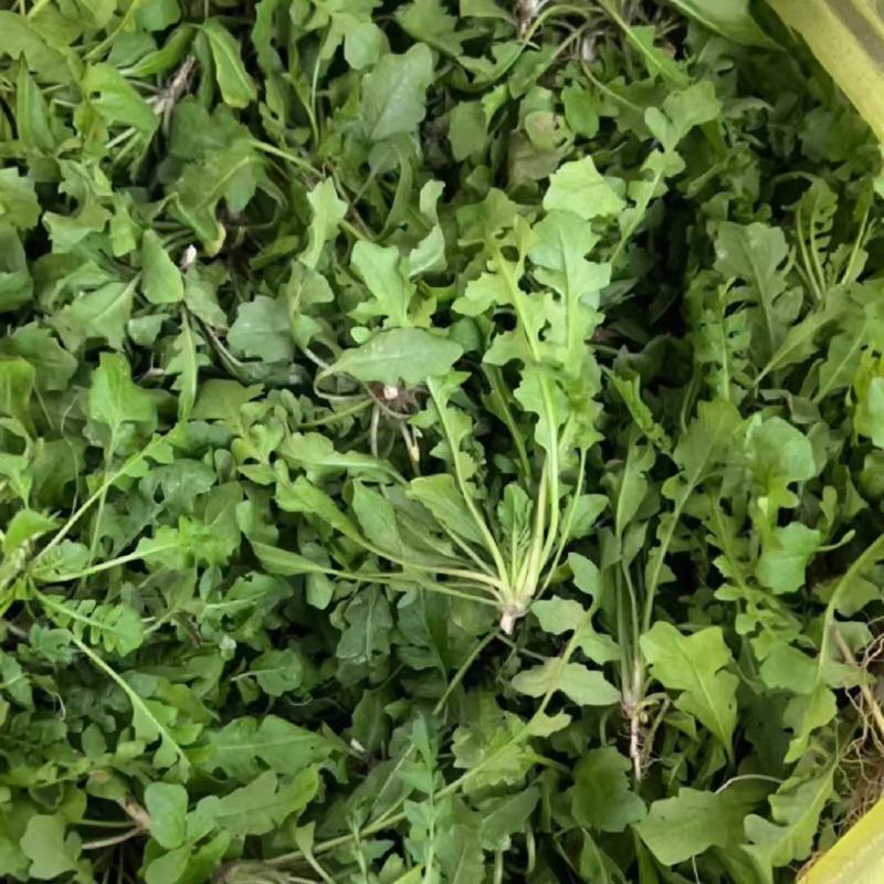 大叶荠菜种子野菜种子速生耐热耐寒叶片多饺子馄炖