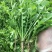 大叶荠菜种子野菜种子速生耐热耐寒叶片多饺子馄炖