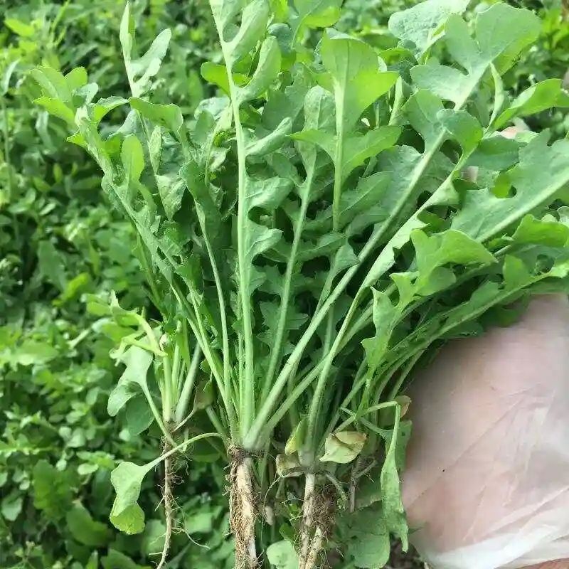 大叶荠菜种子野菜种子速生耐热耐寒叶片多饺子馄炖