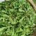大叶荠菜种子野菜种子速生耐热耐寒叶片多饺子馄炖