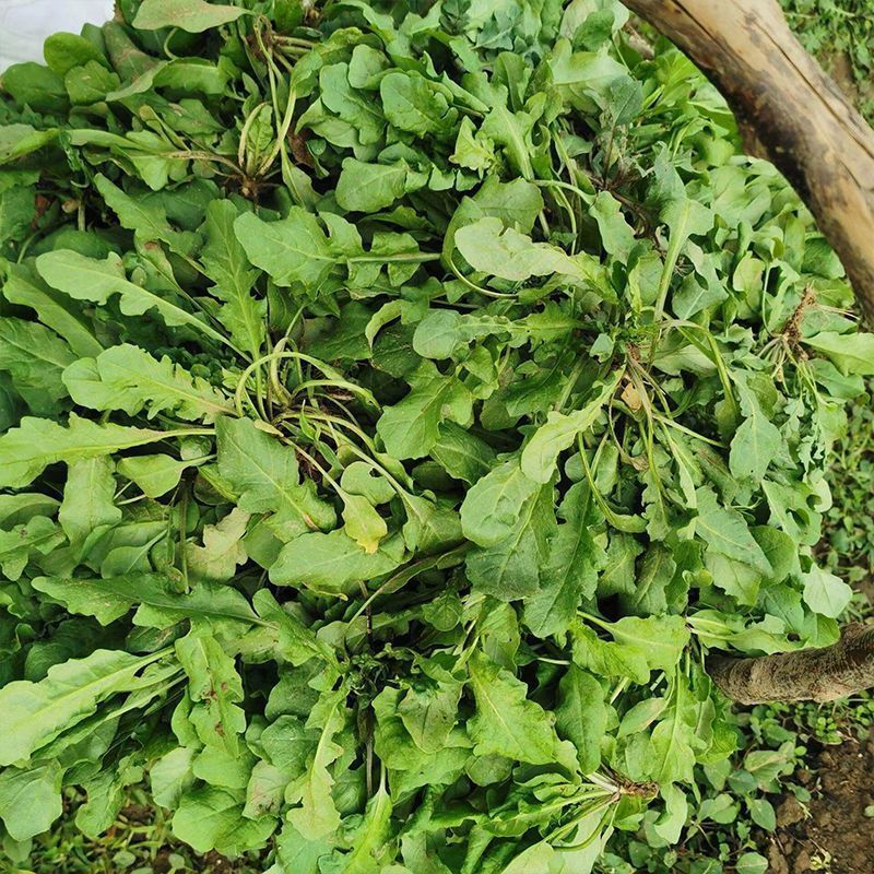 大叶荠菜种子野菜种子速生耐热耐寒叶片多饺子馄炖