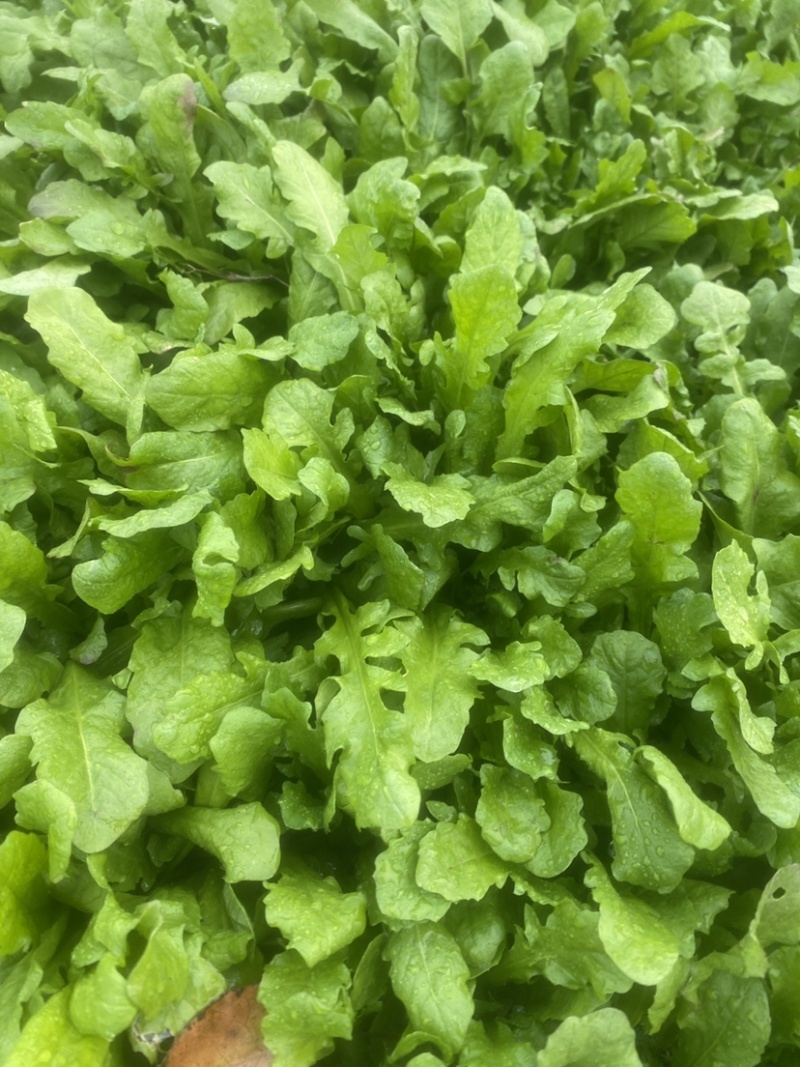 大叶荠菜种子野菜种子速生耐热耐寒叶片多饺子馄炖