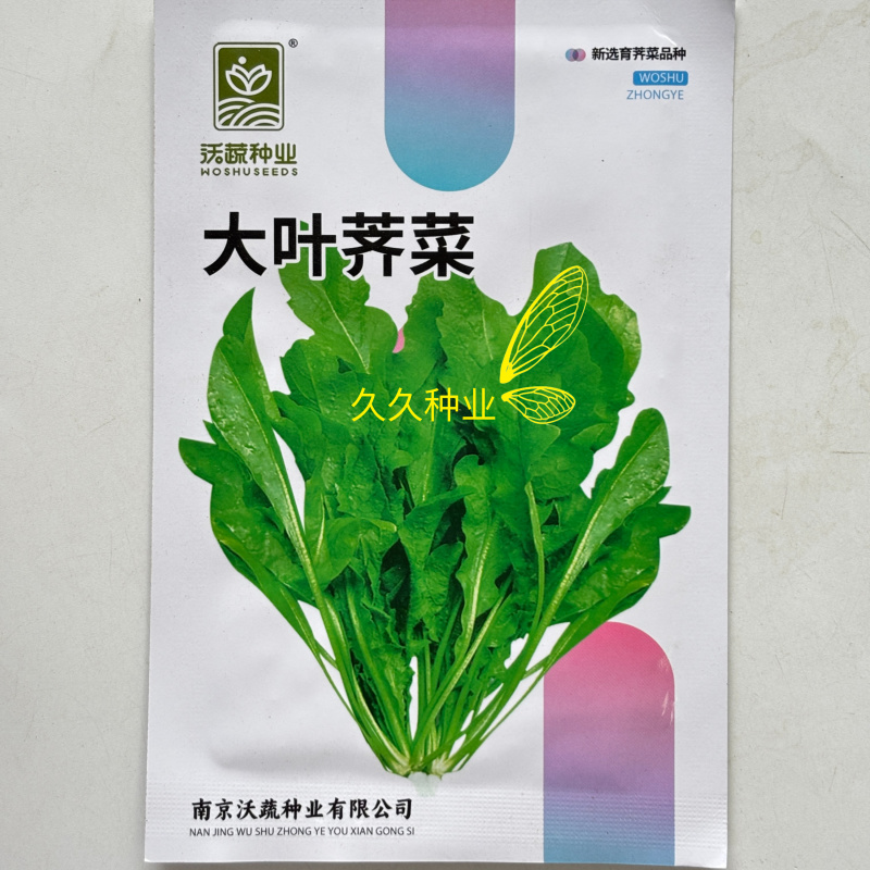 大叶荠菜种子野菜种子速生耐热耐寒叶片多饺子馄炖