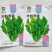 大叶荠菜种子野菜种子速生耐热耐寒叶片多饺子馄炖