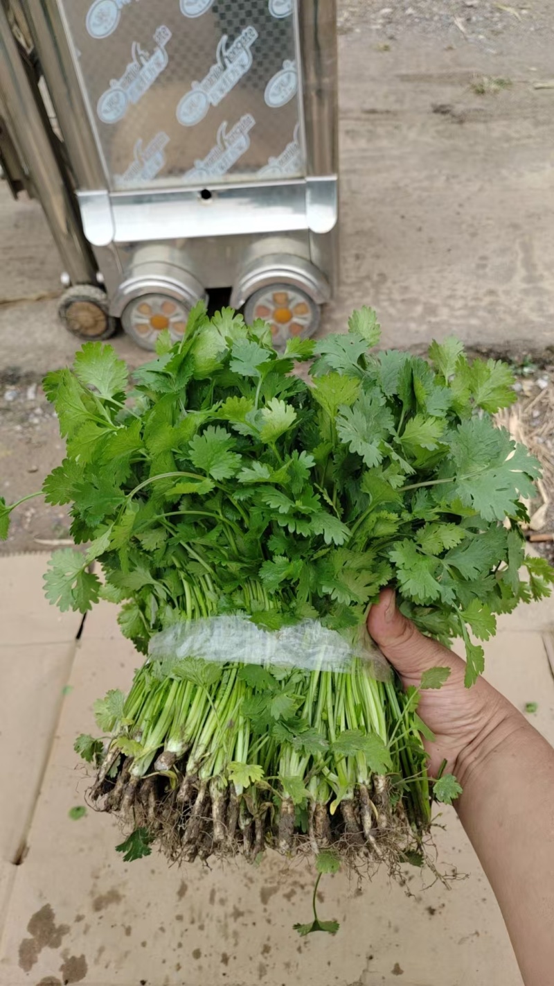 精品香菜香菜香菜