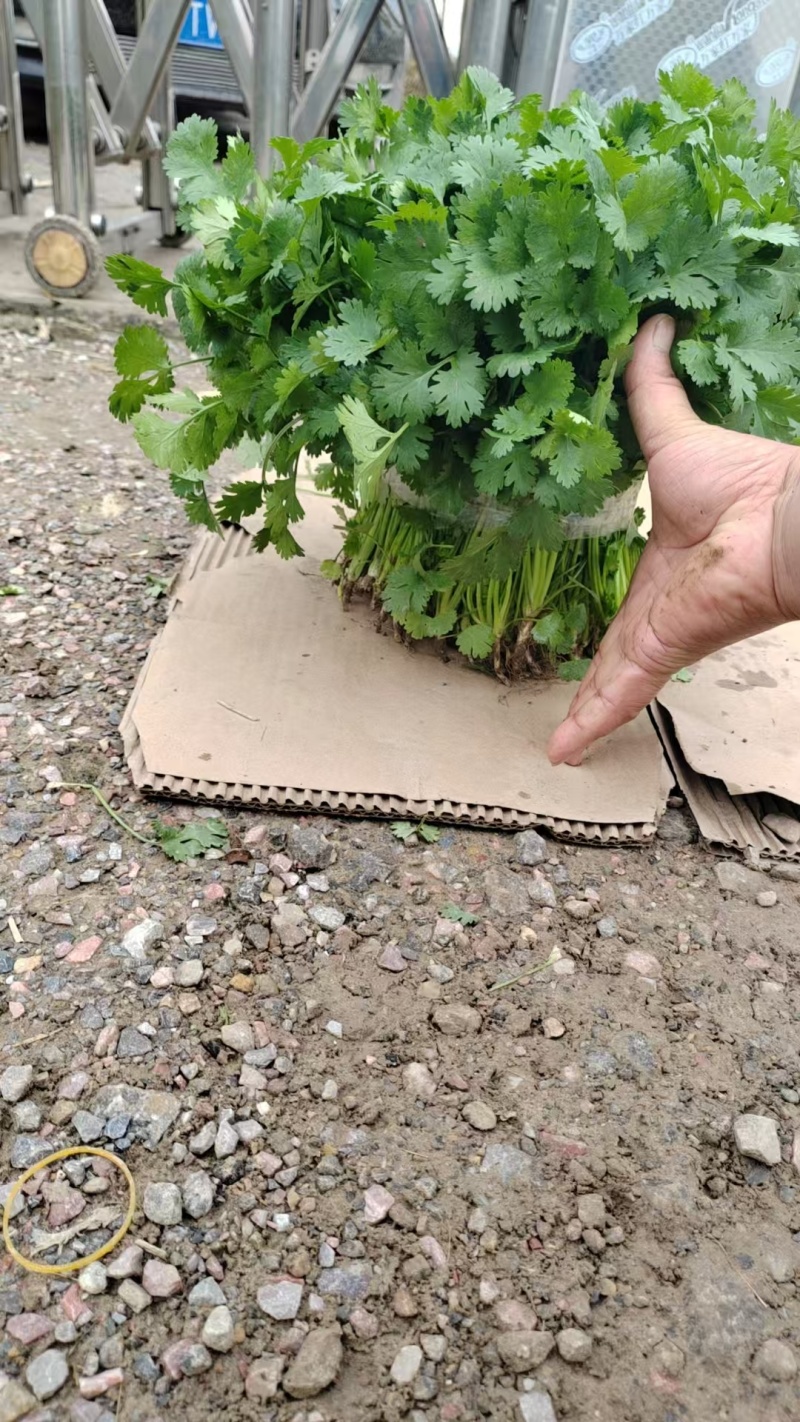 精品香菜香菜香菜