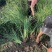 马蔺种苗观赏药用绿化苗新鲜中药易活易种植庭院园林