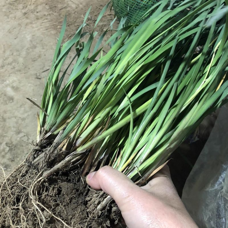 马蔺种苗观赏药用绿化苗新鲜中药易活易种植庭院园林
