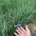 马蔺种苗观赏药用绿化苗新鲜中药易活易种植庭院园林