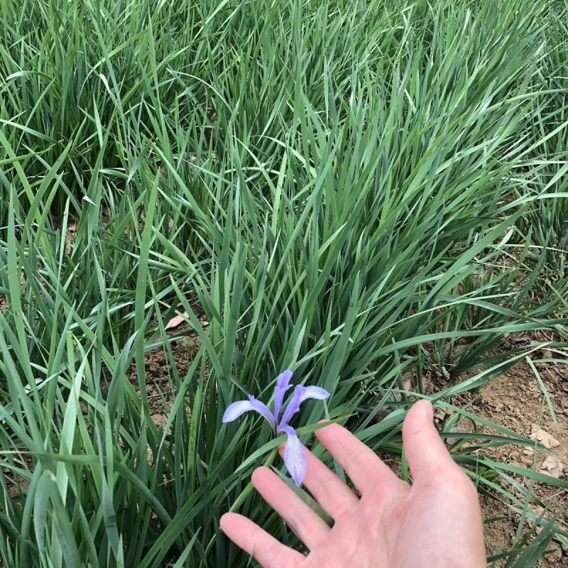 马蔺种苗观赏药用绿化苗新鲜中药易活易种植庭院园林