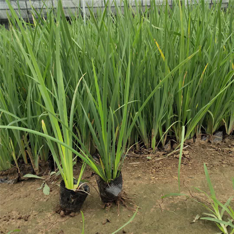 马蔺种苗观赏药用绿化苗新鲜中药易活易种植庭院园林