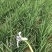 马蔺种苗观赏药用绿化苗新鲜中药易活易种植庭院园林