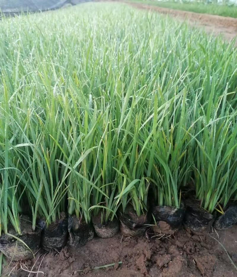 马蔺种苗观赏药用绿化苗新鲜中药易活易种植庭院园林