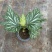 乌头杂秋海棠盆栽鳟鱼室内竹节老桩四季开花阳台好养热植招财