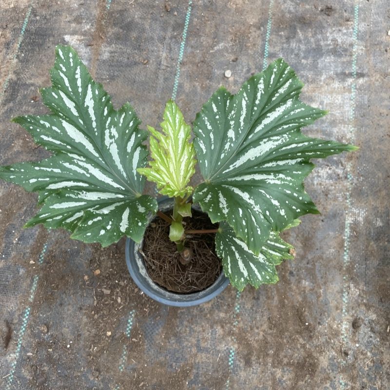 乌头杂秋海棠盆栽鳟鱼室内竹节老桩四季开花阳台好养热植招财