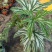 乌头杂秋海棠盆栽鳟鱼室内竹节老桩四季开花阳台好养热植招财