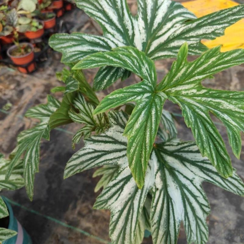 乌头杂秋海棠盆栽鳟鱼室内竹节老桩四季开花阳台好养热植招财